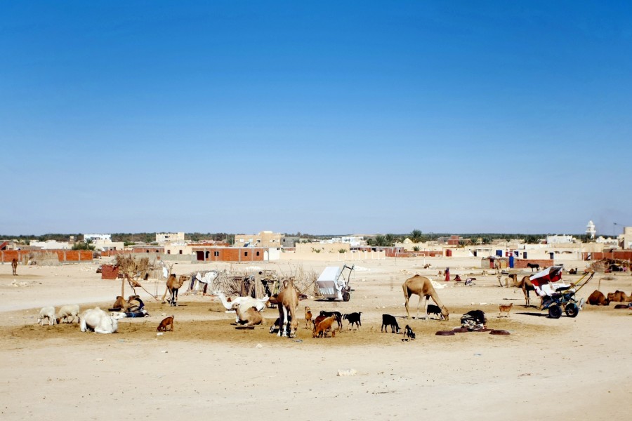 Découvrez Douz : le joyau du désert tunisien