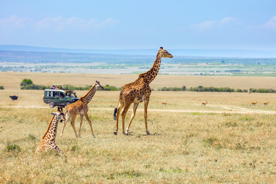 Kenya Masai Mara : une destination incroyable en Afrique