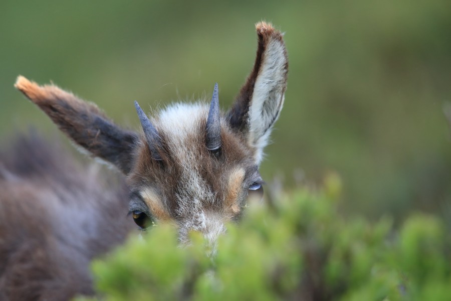 Quels sont les animaux typiques que l’on peut trouver en montagne en France ?