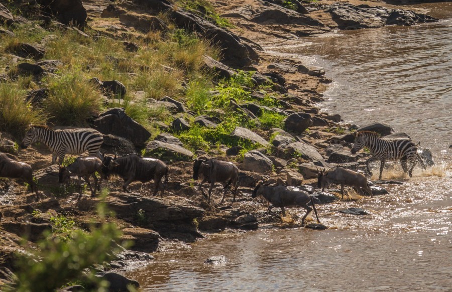 Quels sont les principaux points d'intérêt du Masai Mara au Kenya ?