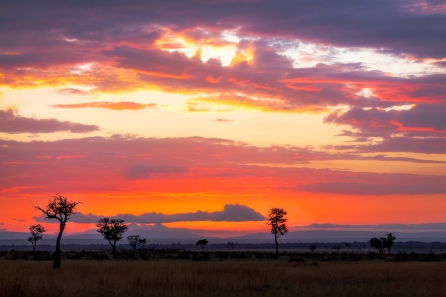 Qu'est-ce que le Masai Mara au Kenya ?